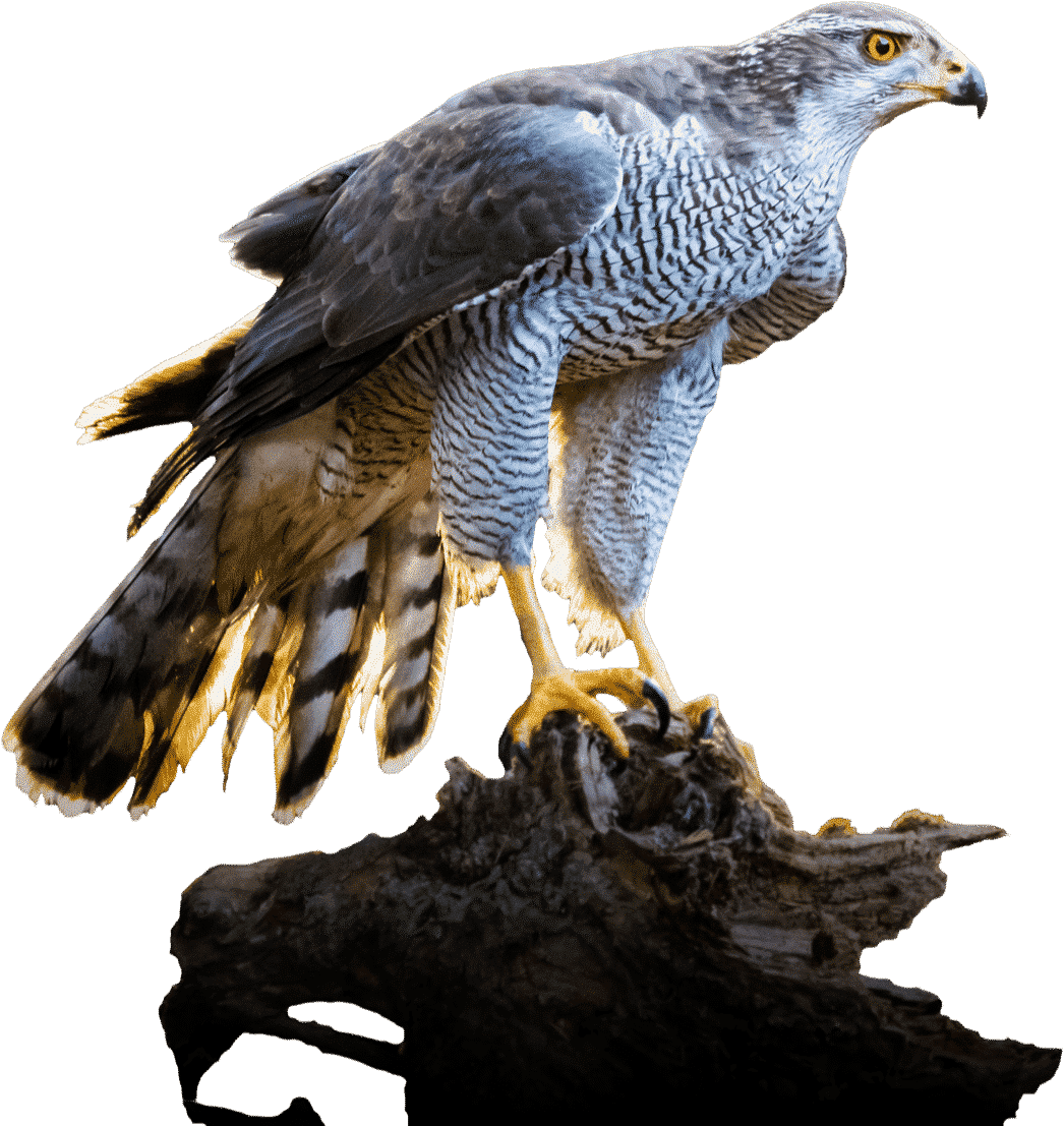 Falcon bird cutout